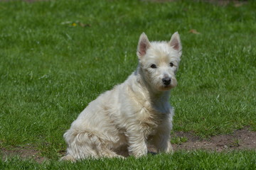 West Highland White Terrier