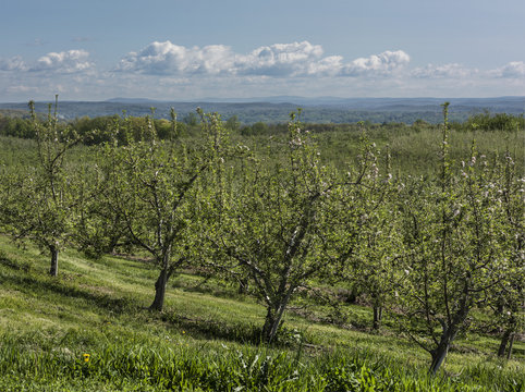 New York Apple Orchard: A sunny Apple orchard in Ulster County, New York with Hudson Valley in background