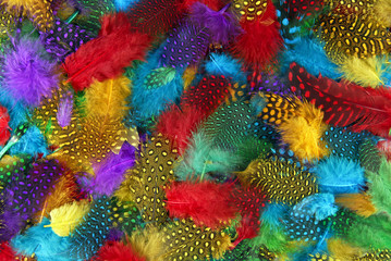 Fototapeta na wymiar various color feather background