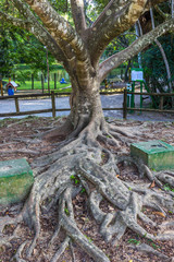 Árvore com suas raízes.