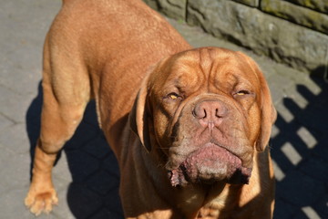 Dogue de Bordeaux