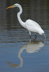 Silberreiher - [Ardea herodias occidentalis]