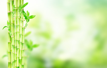Obraz na płótnie Canvas green bamboo stems