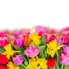 bouquet of   tulips and daffodils