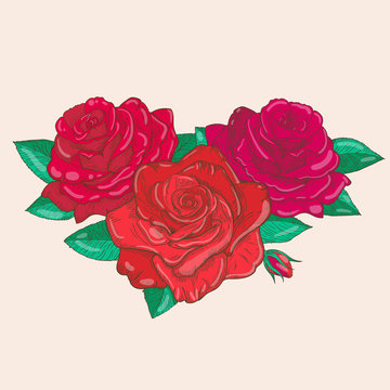 Vector drawing of roses