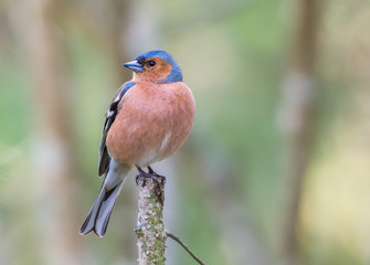 Chaffinch