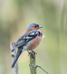 Chaffinch