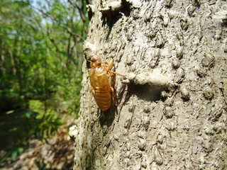 Dried Cicada's exuvia left on a tree