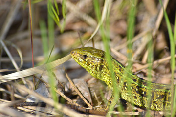 Head lizards among the grass.