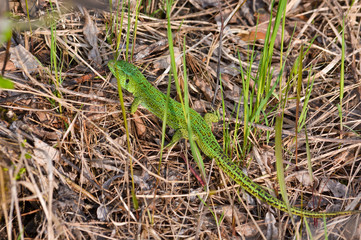 The emerald lizard on the dry grass.