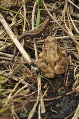 Ящерица и лягушка вместе крупным планом