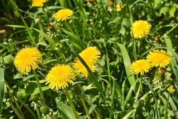 Yellow dandelions in green grass.