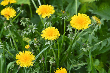 Flowering dandelions in may.