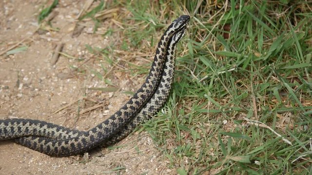 Male Adders Dancing / Fighting. ( Vipera berus ) Entangled in Each Other.