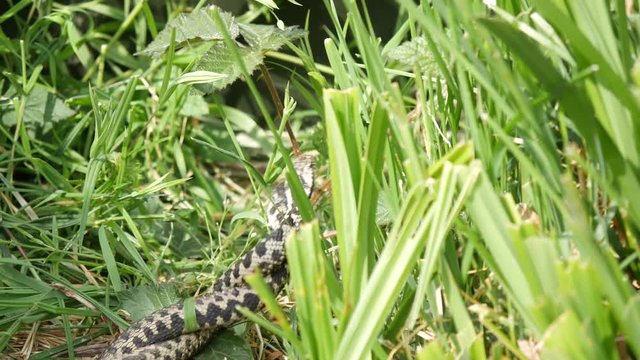 Male Adders Dancing / Fighting. ( Vipera berus ) Entangled in Each Other.