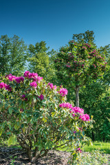 Flowering shrub of rhododendron