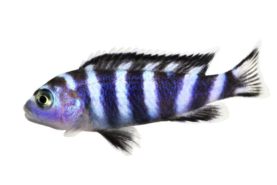 Malawi Cichlid Pseudotropheus demasoni tropical aquarium fish isolated 