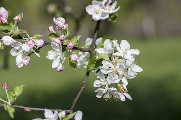 Obraz premium apple blossoms