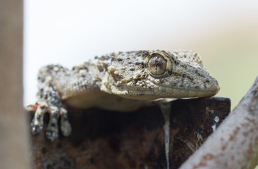Gecko, lézard