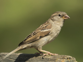 house sparrow