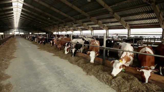 Livestock farming. Dairy cows eating nutritious fodder standing in the stall