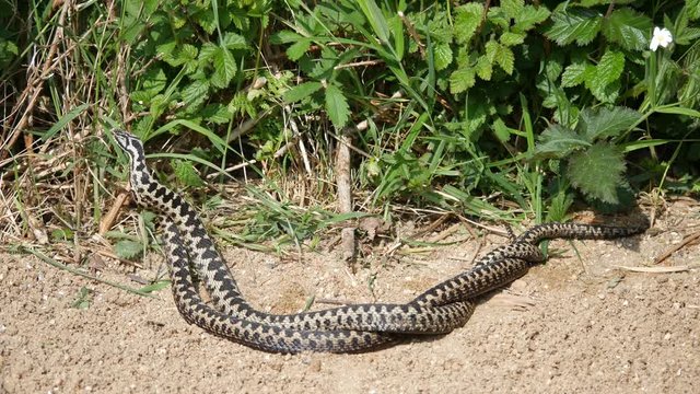 Male Adders Dancing / Fighting. ( Vipera berus ) Entangled in Each Other.