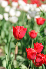 Obraz premium Red tulips