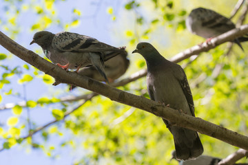 doves on a tree branch