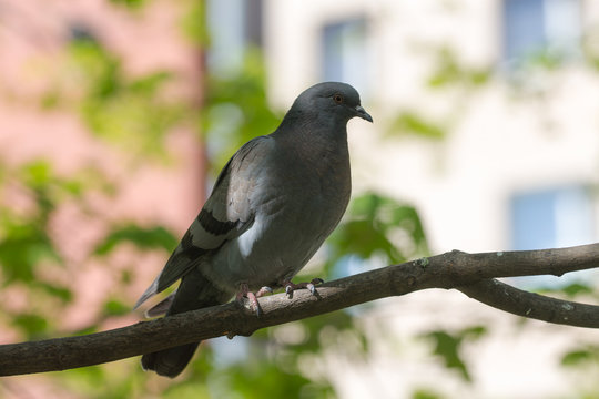 Pigeon on a tree branch