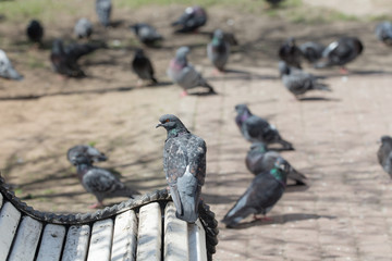 flock of pigeons