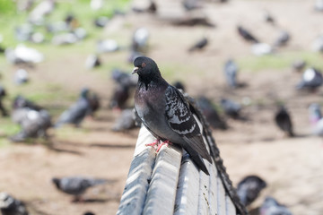 pigeon on the bench