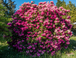 Naklejka premium Giant Rhododendrons of Burien 2
