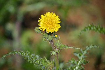 One yellow flower