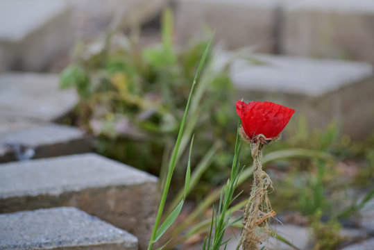 Red poppy on the pavement