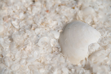 sea shells background
