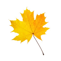 Naklejka na ściany i meble Autumn orange maple leaf