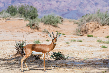 Naklejka na ściany i meble Dorcas gazelle (Gazella dorcas) known also as Ariel gazelle inhabits nature desert reserve near Eilat, Israel
