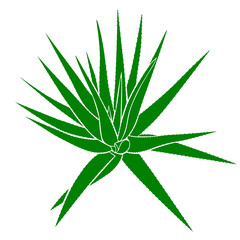 Fototapeta premium Drawing of an Aloe Vera plant, vector illustration