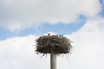 the stork nest on the pole