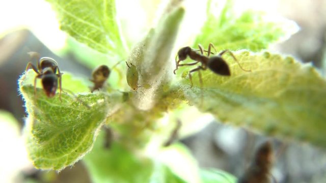 Ants with babies on a plant - macro