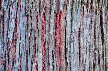 Close-up of aged bark