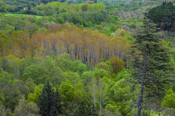View on bright green tree crowns