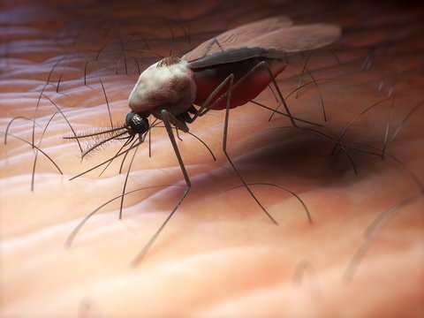 Mosquito, artwork