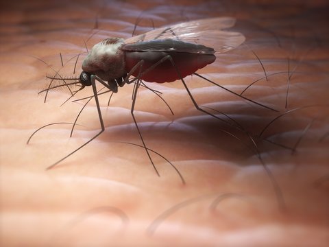 Mosquito, artwork