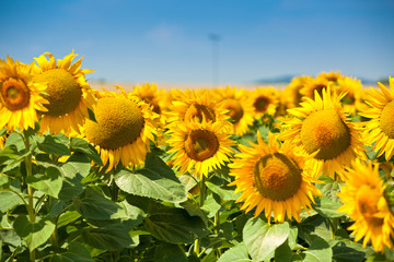 Fototapeta premium Sunflowers Field