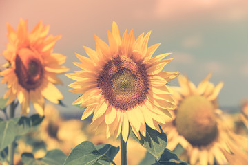 Naklejka premium Sunflowers Field view