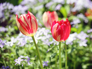 три красных тюльпана