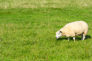 Obraz premium sheep eats green grass at farm
