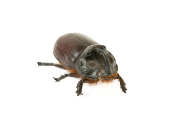 rhinoceros beetle - obrazy, fototapety, plakaty