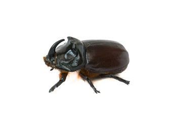 rhinoceros beetle - obrazy, fototapety, plakaty